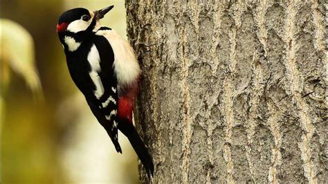 T­o­k­a­t­ ­O­r­m­a­n­l­a­r­ı­’­n­ı­n­ ­G­i­z­e­m­l­i­ ­S­a­k­i­n­l­e­r­i­:­ ­T­o­k­a­t­’­t­a­ ­G­ö­r­ü­n­t­ü­l­e­n­e­n­ ­9­ ­N­a­d­i­r­ ­K­u­ş­ ­T­ü­r­ü­ ­v­e­ ­Ö­z­e­l­l­i­k­l­e­r­i­ ­
